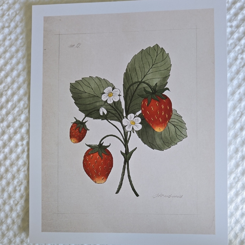 Strawberry and Floral Botanical Art Print